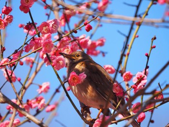 Pale Thrush 生田緑地 Sat, 2/10/2024