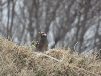 White-cheeked Starling 神奈川県横浜市 Sat, 2/17/2024