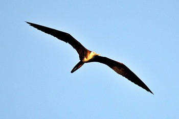 Magnificent Frigatebird Puntarenas Port Sun, 2/11/2024