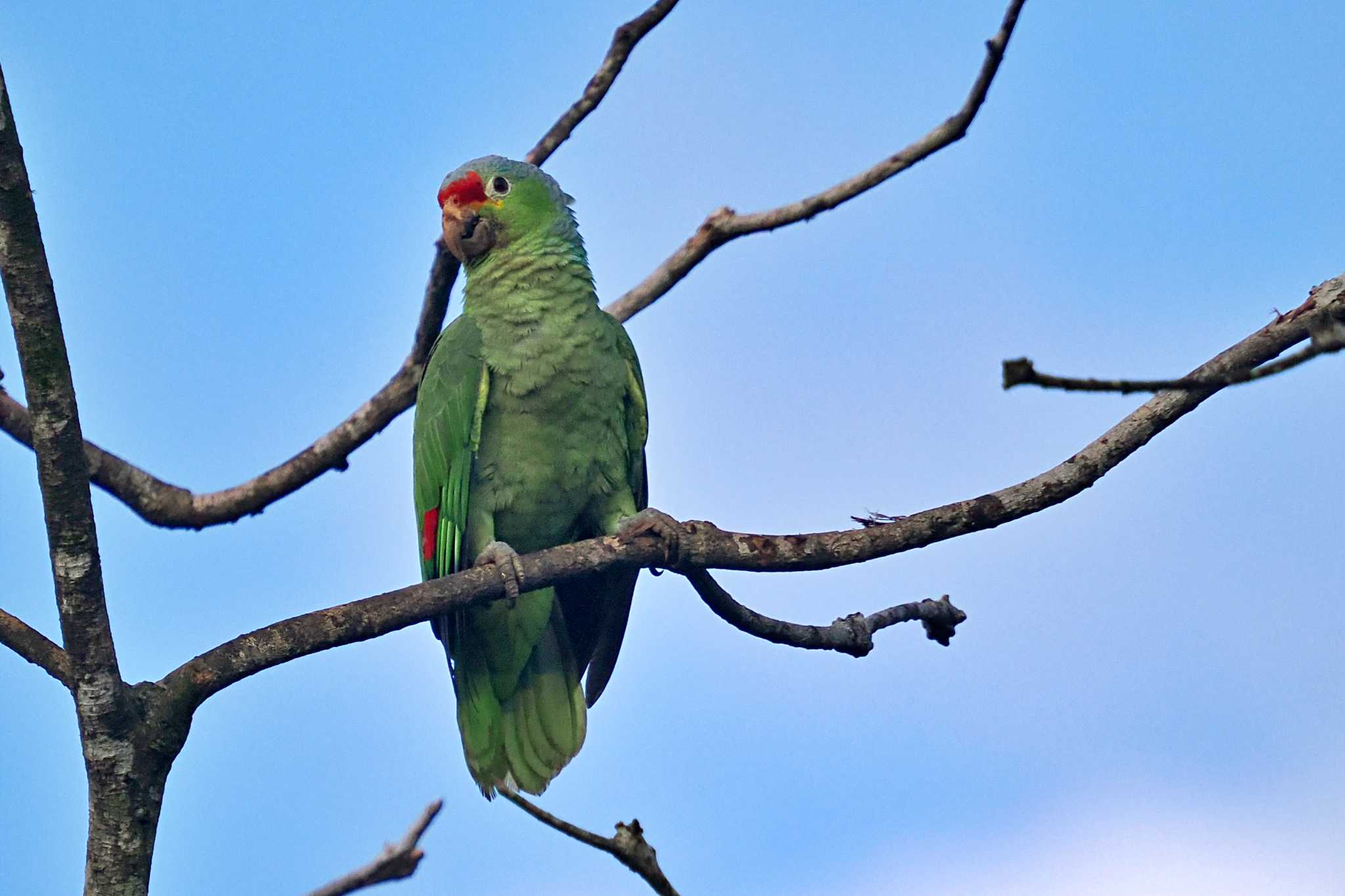 Photo of Red-lored Amazon at Tarcoles River Cruise(Costa Rica) by 藤原奏冥