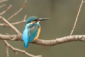 Common Kingfisher 奈良市 Sat, 2/3/2024