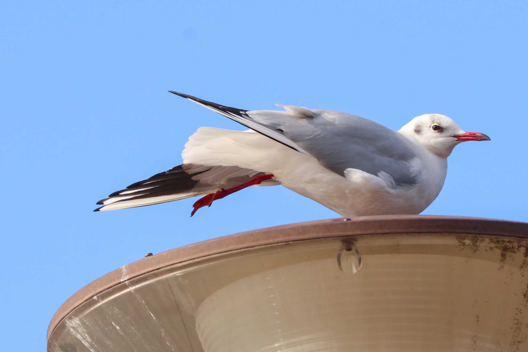 Black-headed Gull