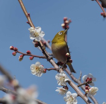 Warbling White-eye 東京都多摩地域 Fri, 2/16/2024