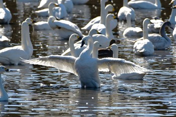 アメリカコハクチョウ 千葉県 2024年2月3日(土)