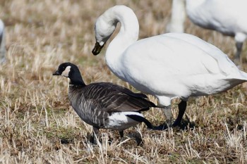 Cackling Goose 千葉県 Sun, 2/11/2024