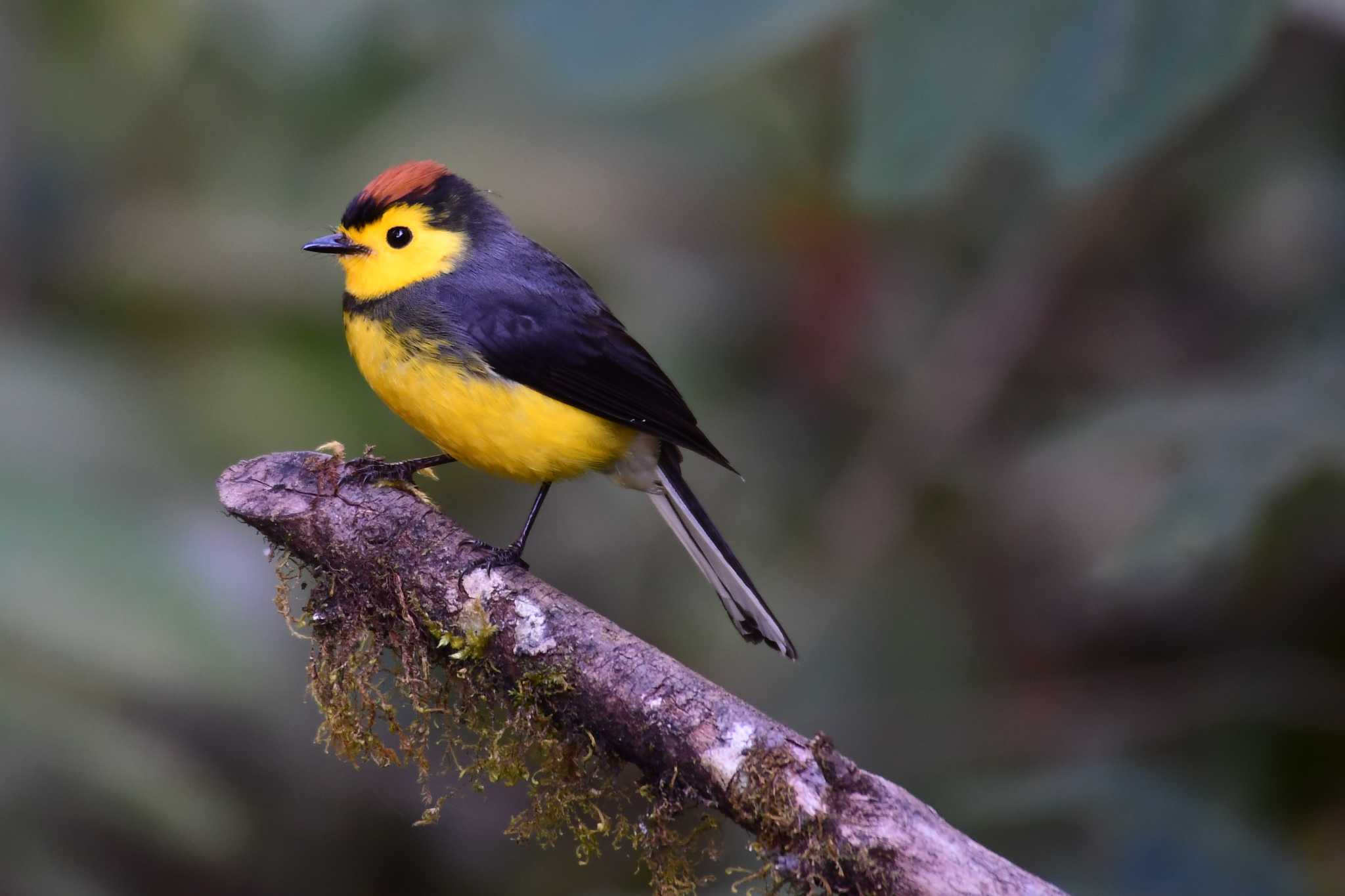 Photo of Collared Whitestart at コスタリカ by でみこ