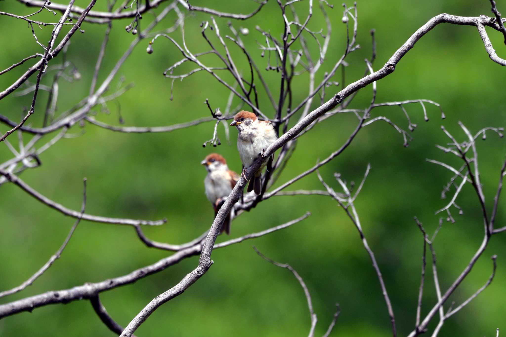 Photo of Eurasian Tree Sparrow at 加木屋緑地 by ポッちゃんのパパ