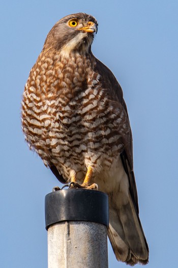 Grey-faced Buzzard Amami Island(General) Sun, 2/18/2024