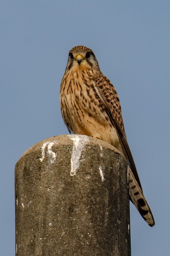 Common Kestrel Amami Island(General) Sun, 2/18/2024