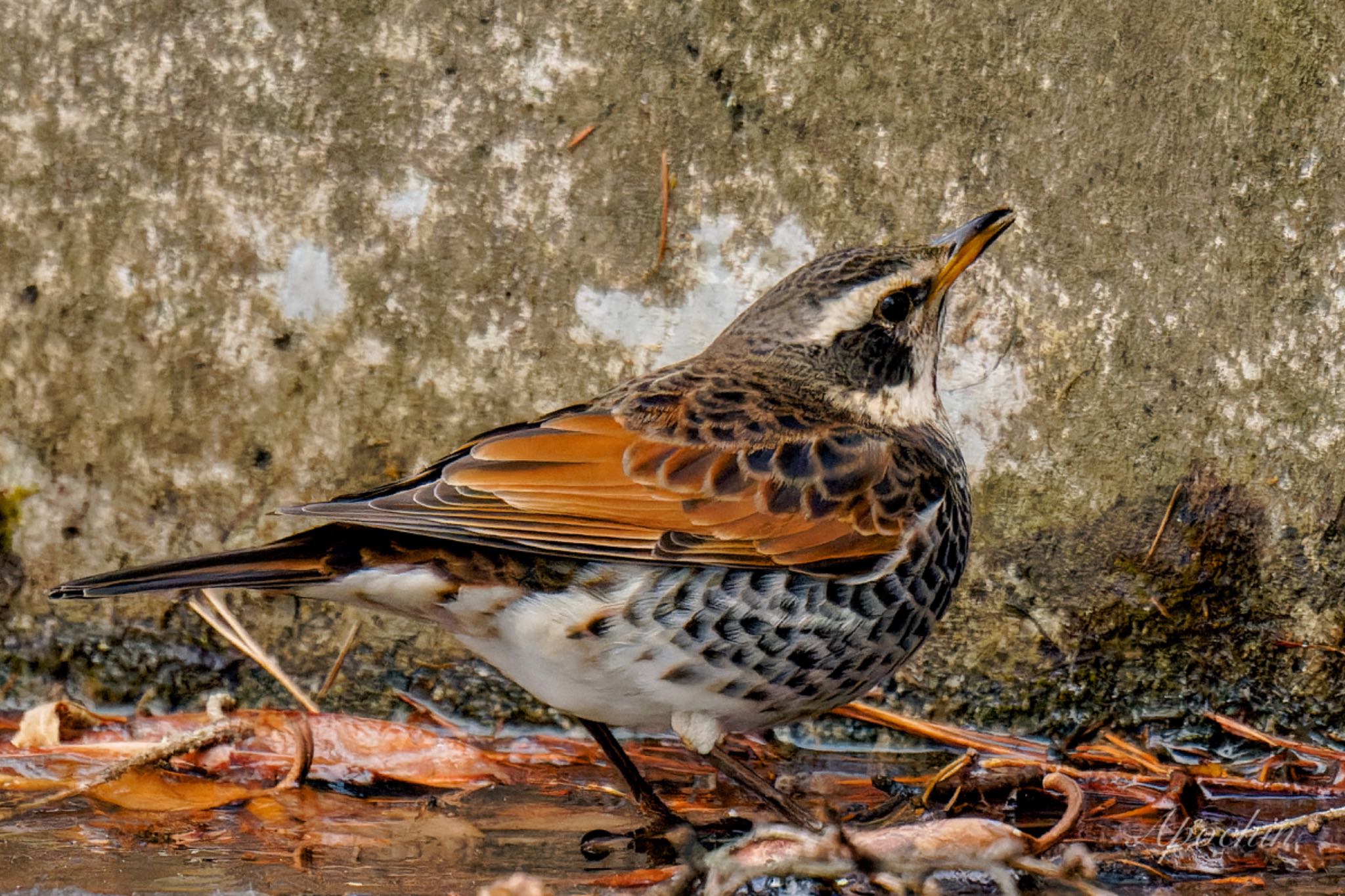 Dusky Thrush