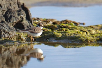 Common Ringed Plover 大瀬海岸(奄美大島) Sun, 1/7/2024