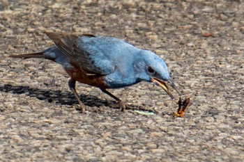 Blue Rock Thrush Amami Island(General) Tue, 2/13/2024