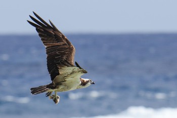 Osprey Amami Island(General) Wed, 12/13/2023