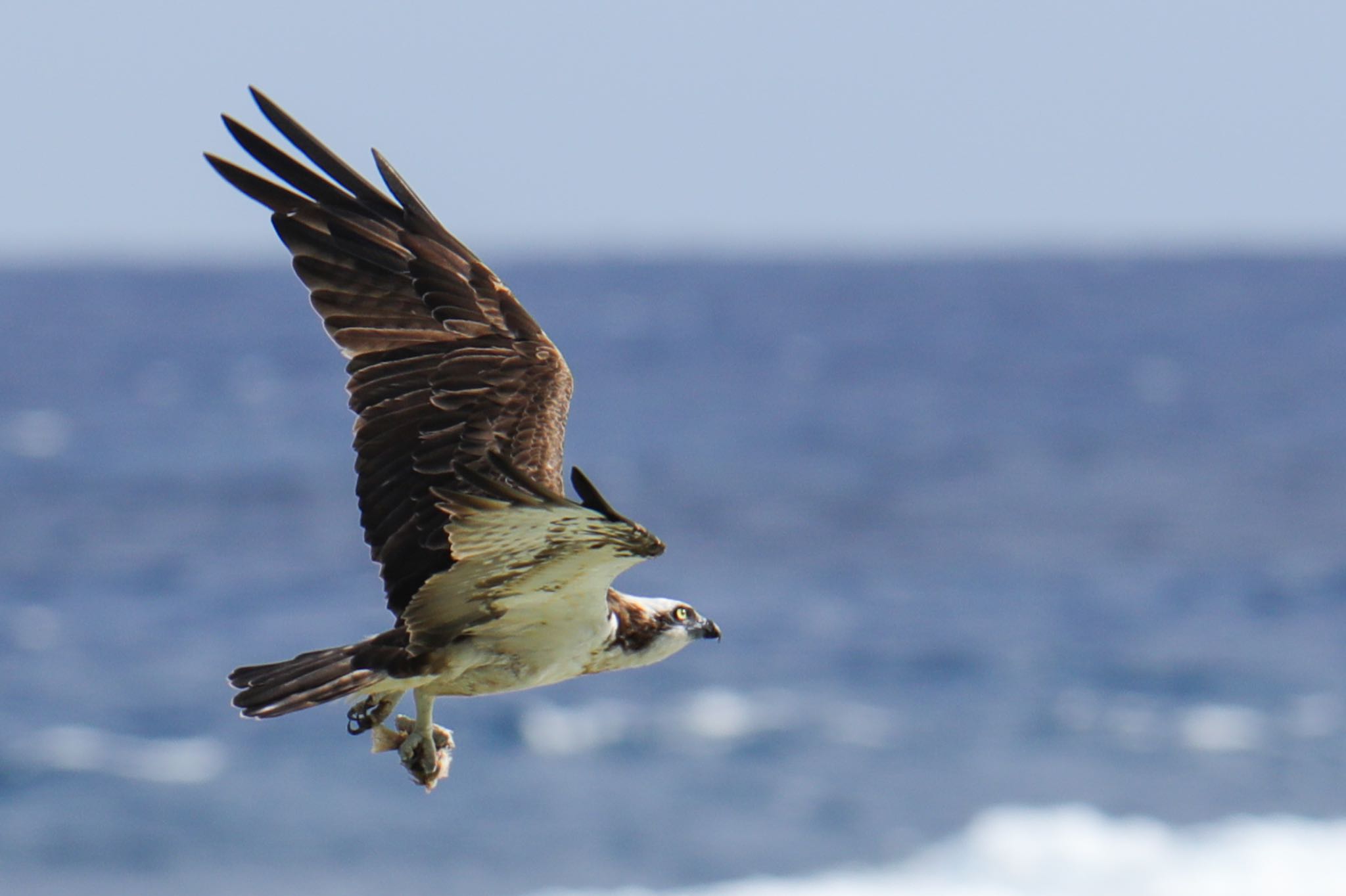 Photo of Osprey at Amami Island(General) by 東海林太郎