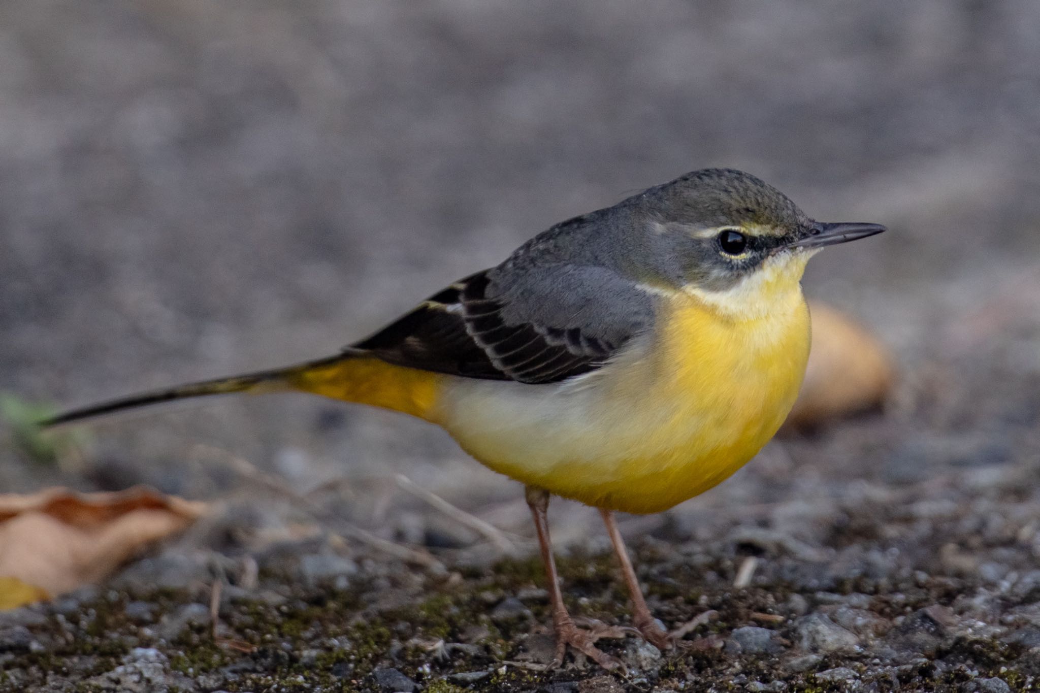 Photo of Grey Wagtail at Amami Island(General) by 東海林太郎