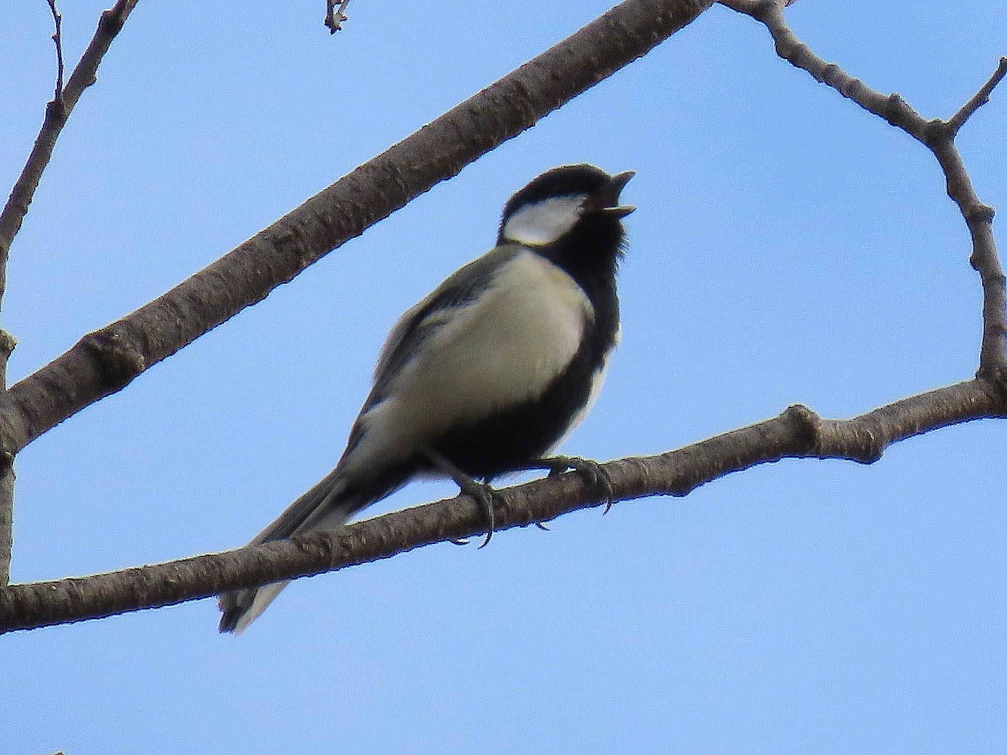 シジュウカラ