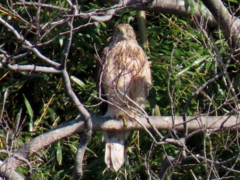 2024年2月17日(土) 大泉緑地の野鳥観察記録