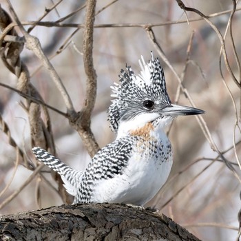 Crested Kingfisher 真駒内川 Sun, 2/18/2024