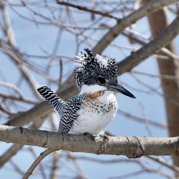 Crested Kingfisher 真駒内川 Sun, 2/18/2024