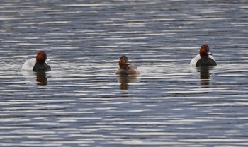 Common Pochard 酒匂川河口 Sat, 2/17/2024