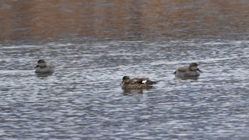 Gadwall 酒匂川河口 Sat, 2/17/2024