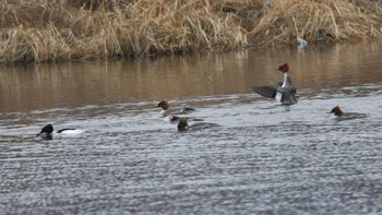 Common Merganser 酒匂川河口 Sat, 2/17/2024