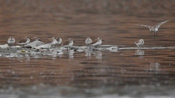 Dunlin 酒匂川河口 Sat, 2/17/2024