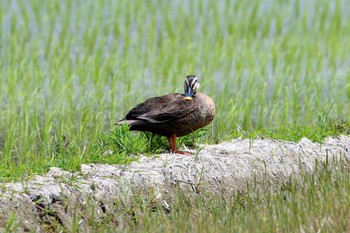 Mon, 5/21/2018 Birding report at 加木屋緑地