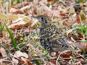 White's Thrush Komiya Park Sun, 2/18/2024