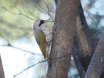 Japanese Green Woodpecker 大室公園 Tue, 2/13/2024