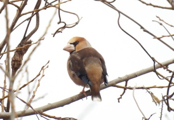 Hawfinch 河川環境楽園 Sun, 2/18/2024