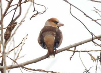 Hawfinch 河川環境楽園 Sun, 2/18/2024