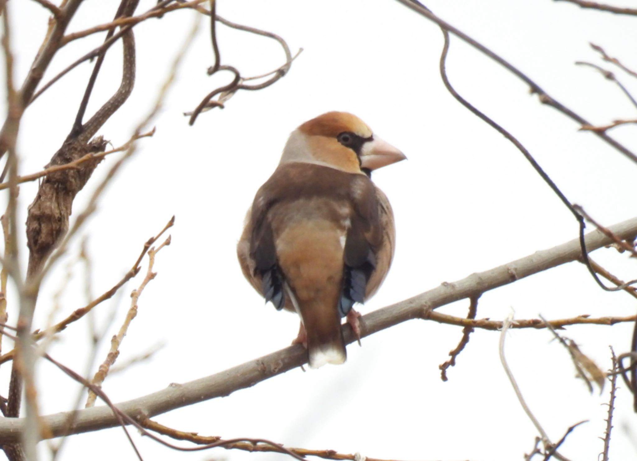 Photo of Hawfinch at 河川環境楽園 by じゃすみん 岐阜ラブ❤︎