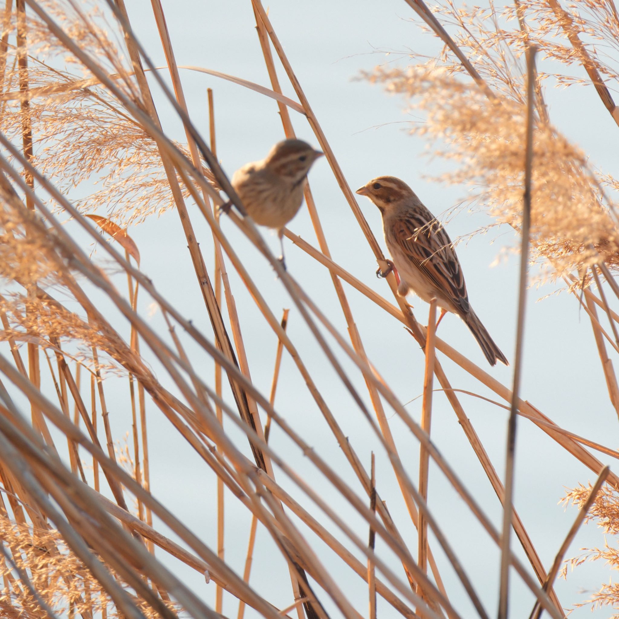 葛西臨海公園のオオジュリン達