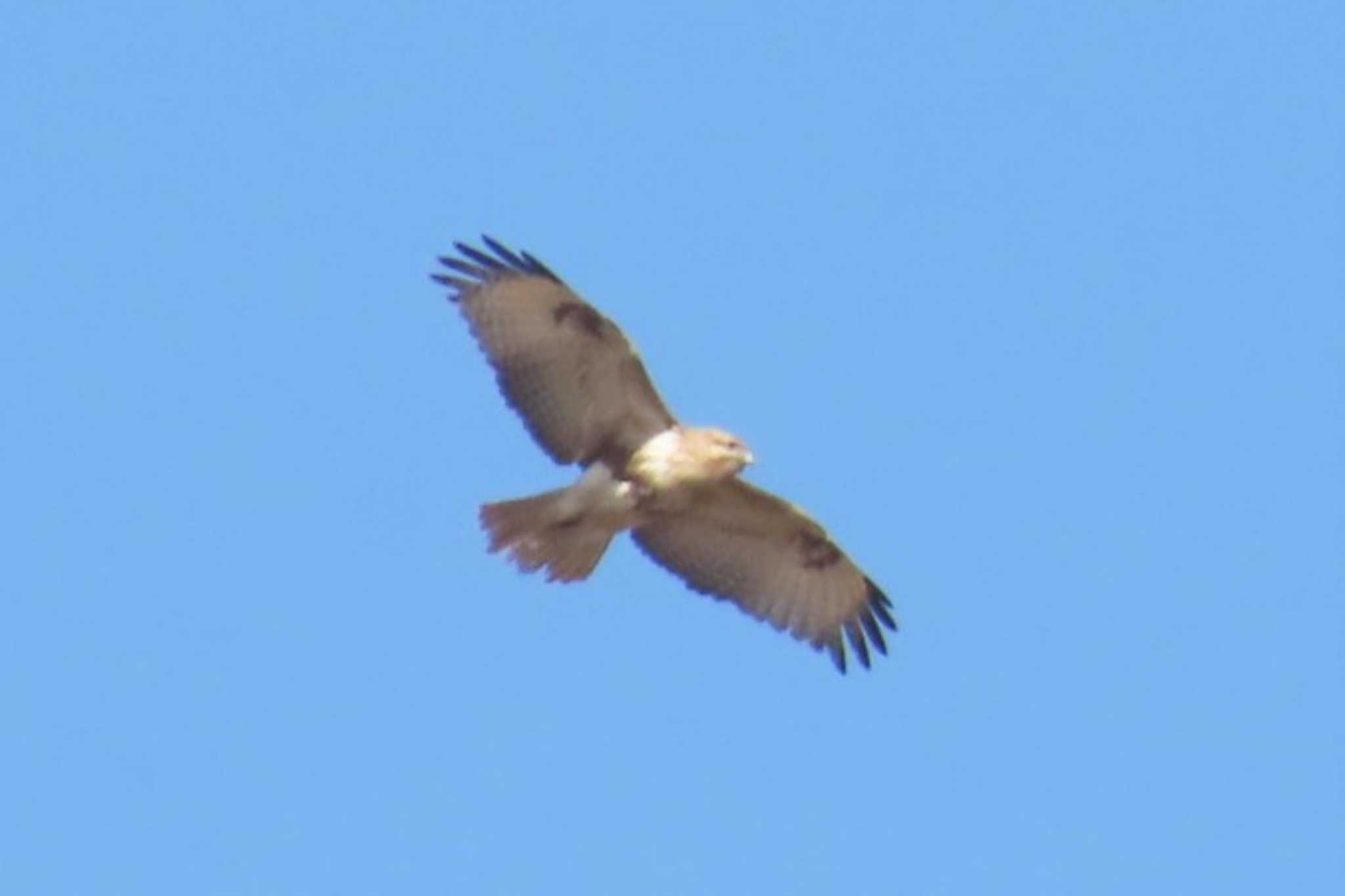 Eastern Buzzard