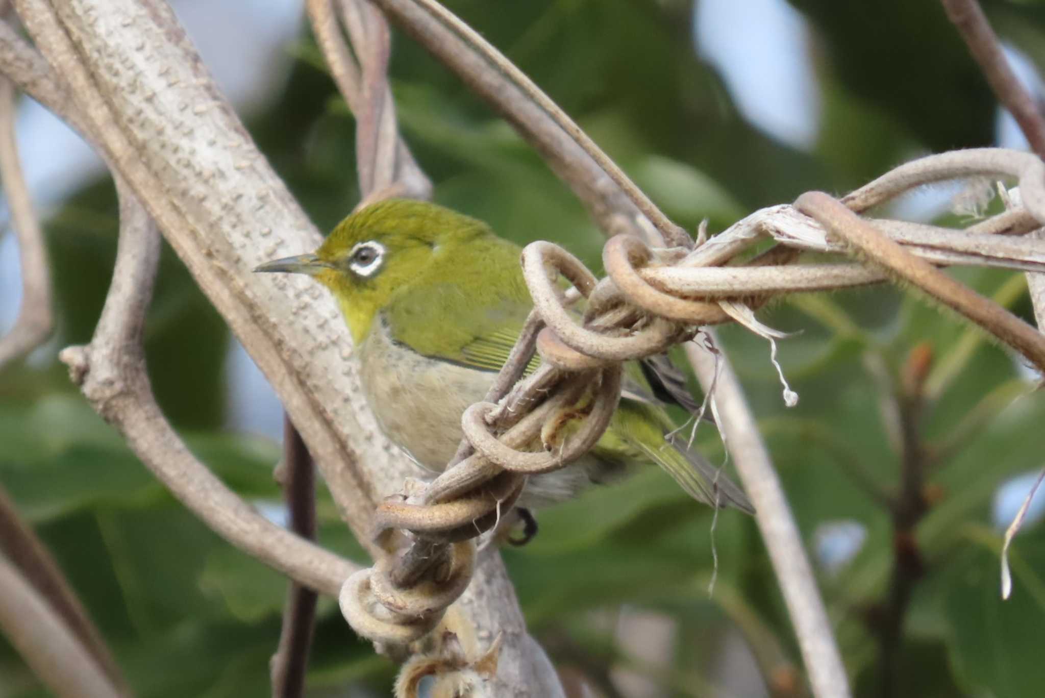 Warbling White-eye