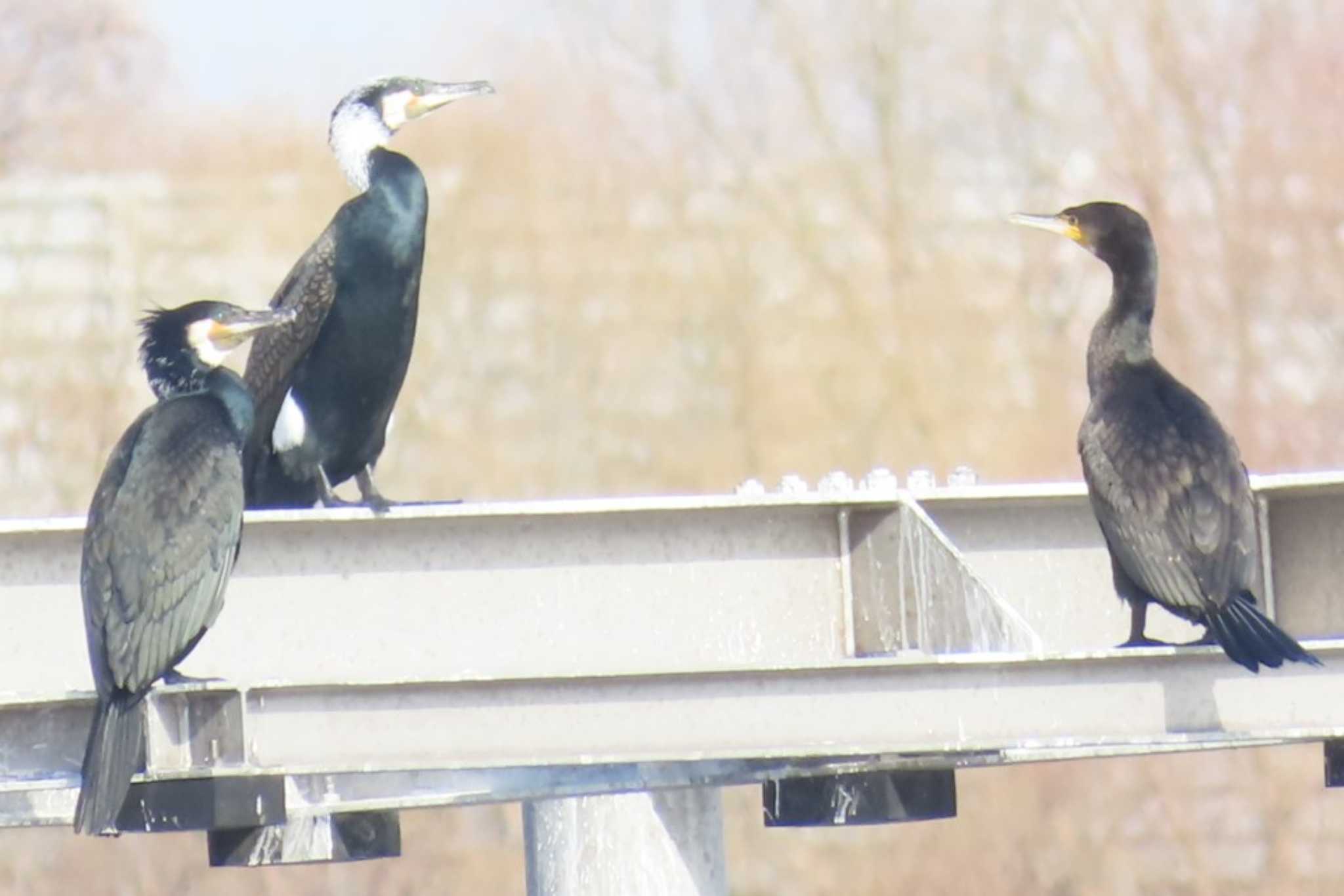 Great Cormorant