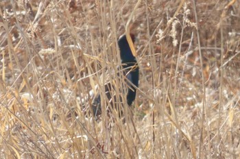 2024年2月18日(日) 彩湖の野鳥観察記録