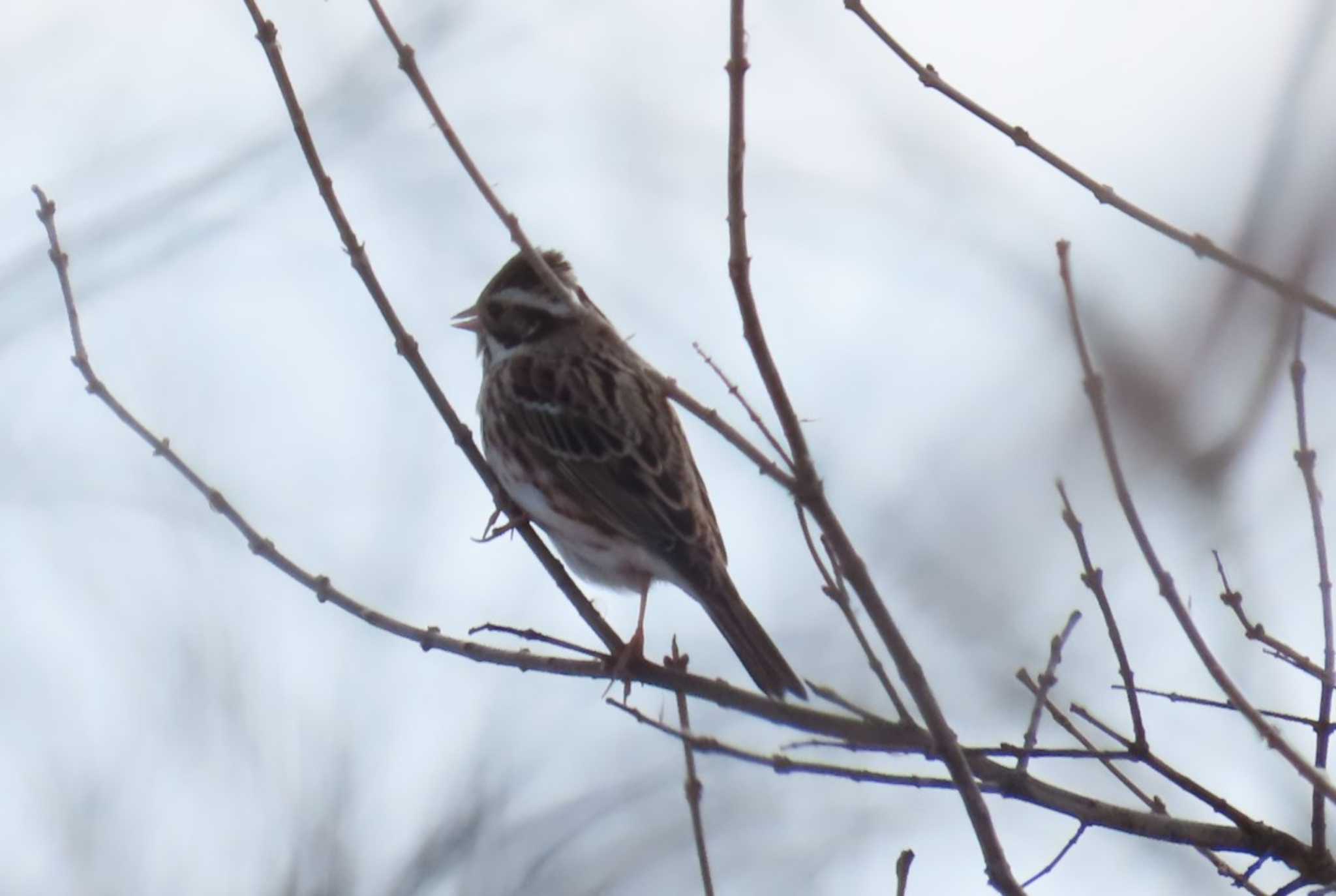 Rustic Bunting