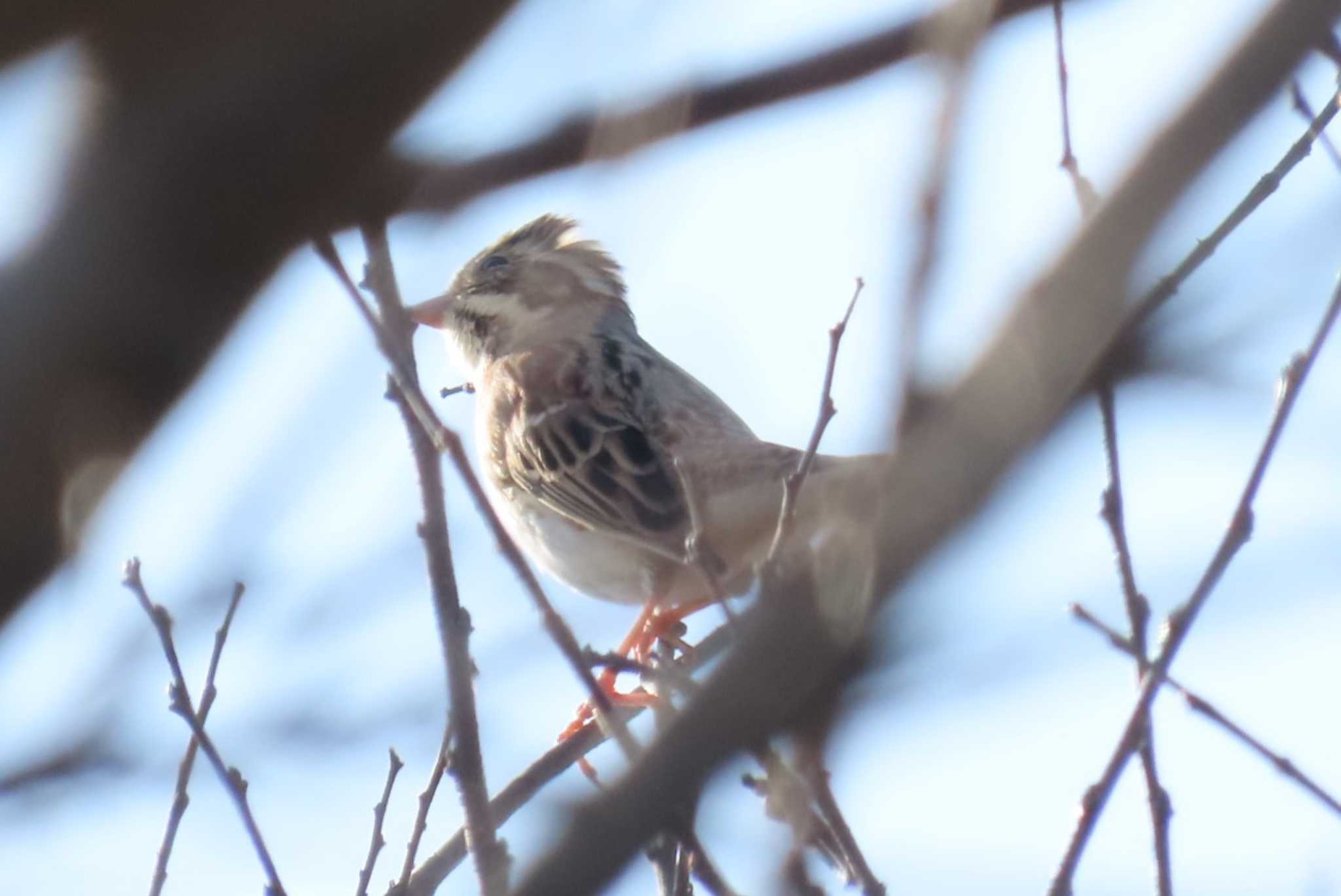 Rustic Bunting