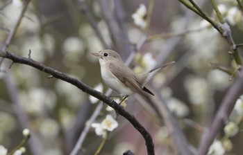 ニシオジロビタキ 和歌山城公園 2024年2月18日(日)