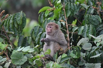 未同定 プーキィアオ野生動物保護区 2020年2月10日(月)