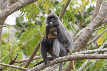 未同定 プーキィアオ野生動物保護区 2020年2月10日(月)