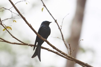 ヒメオウチュウ プーキィアオ野生動物保護区 2020年2月10日(月)