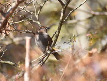 カヤクグリ 場所が不明 2018年11月25日(日)