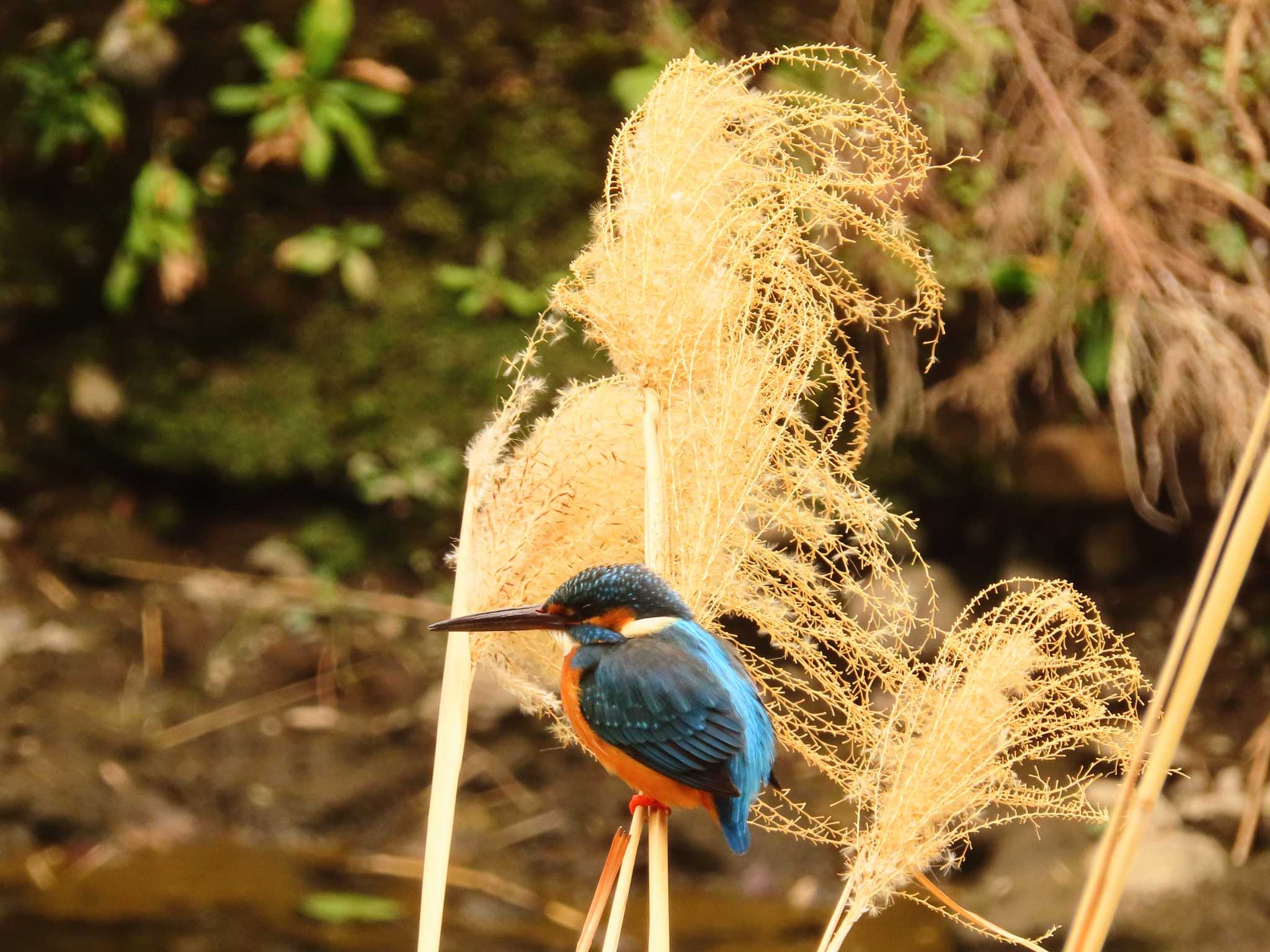 Photo of Common Kingfisher at 境川(境橋付近) by ゆ