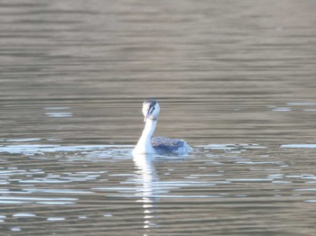 Great Crested Grebe 平筒沼(宮城県登米市) Sun, 2/18/2024