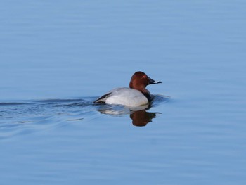 Common Pochard 平筒沼(宮城県登米市) Sun, 2/18/2024