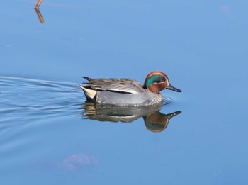 Eurasian Teal 平筒沼(宮城県登米市) Sun, 2/18/2024