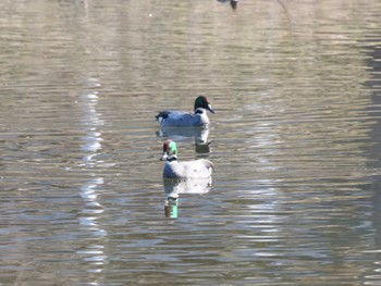 Falcated Duck 平筒沼(宮城県登米市) Sun, 2/18/2024